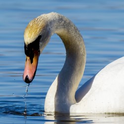 Swan on a Lake