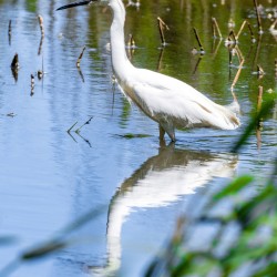 Snowy Egret Wading near the Shoreline of a Lake