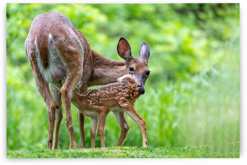 Doe & Fawn by Pisarek Photography