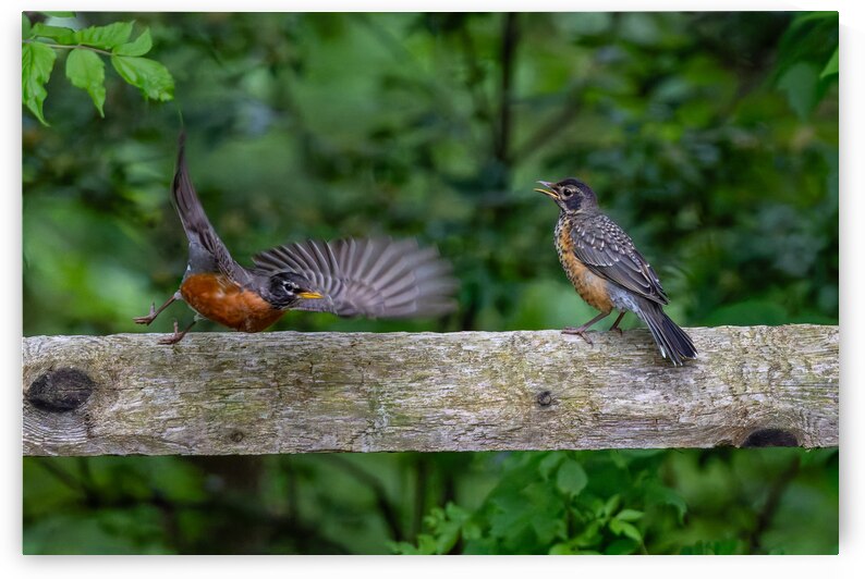 A Pair of Robins by Pisarek Photography