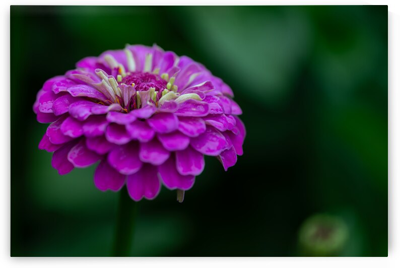 Zinnia by Pisarek Photography