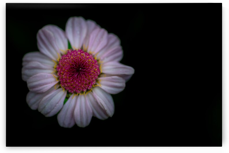 Daisy by Pisarek Photography