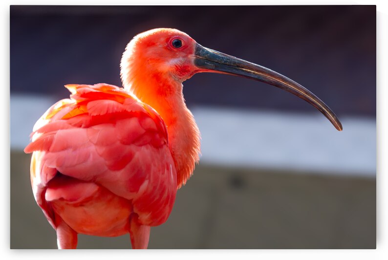 Scarlet Ibis by Pisarek Photography