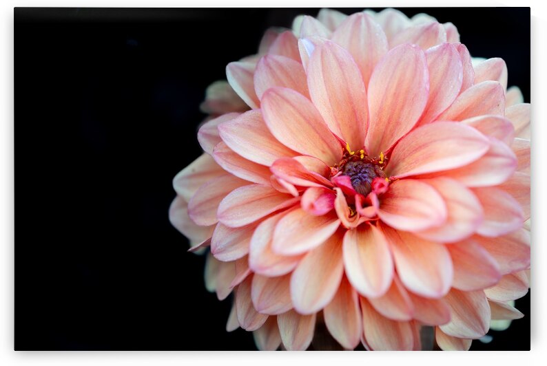 Pink Dahlia by Pisarek Photography