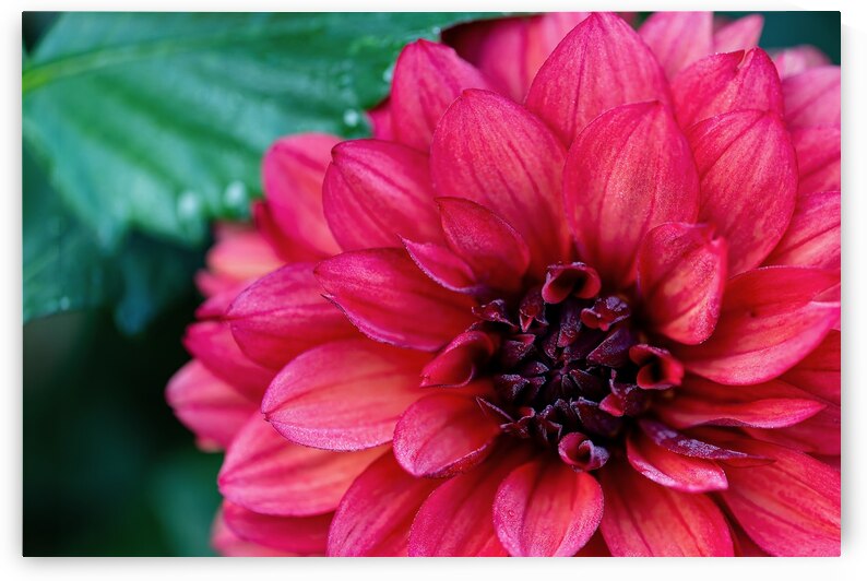 Dark Pink Dahlia by Pisarek Photography