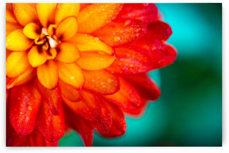 Orange and Yellow Zinnia by Pisarek Photography