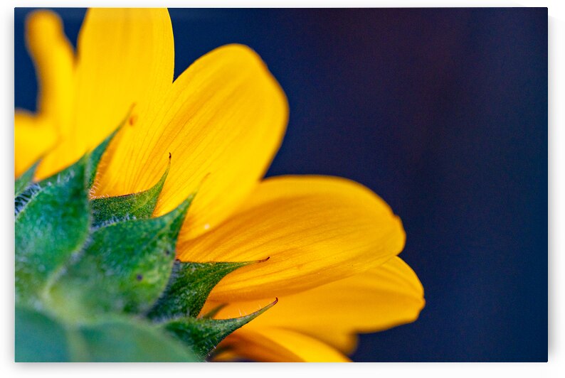 Yellow Sunflower by Pisarek Photography