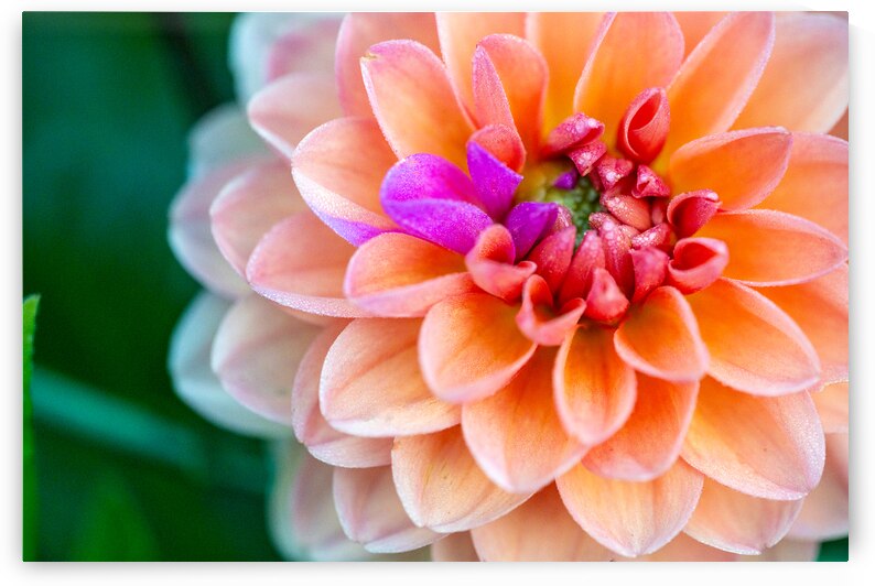 Peach Dahlia with a splash of Purple by Pisarek Photography