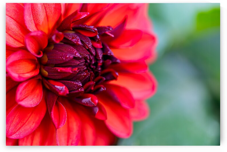 Vibrant Scarlet and Magenta Dahlia by Pisarek Photography