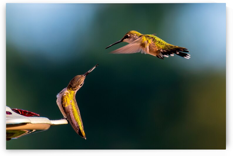 Hummingbirds by Pisarek Photography