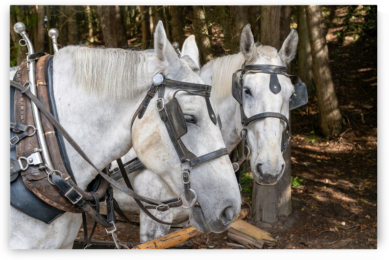 A pair of White Horses by Pisarek Photography
