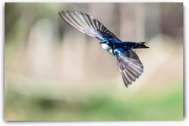 A Tree Swallow in Flight by Pisarek Photography