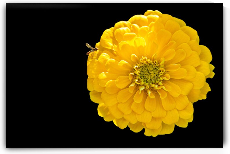 Yellow Zinnia and a Hoverfly by Pisarek Photography