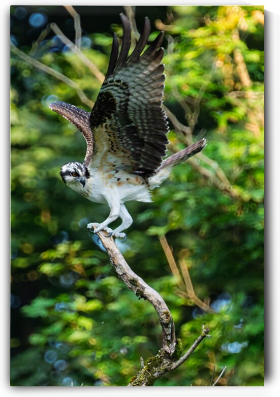 An Osprey stretching their wings.  by Pisarek Photography