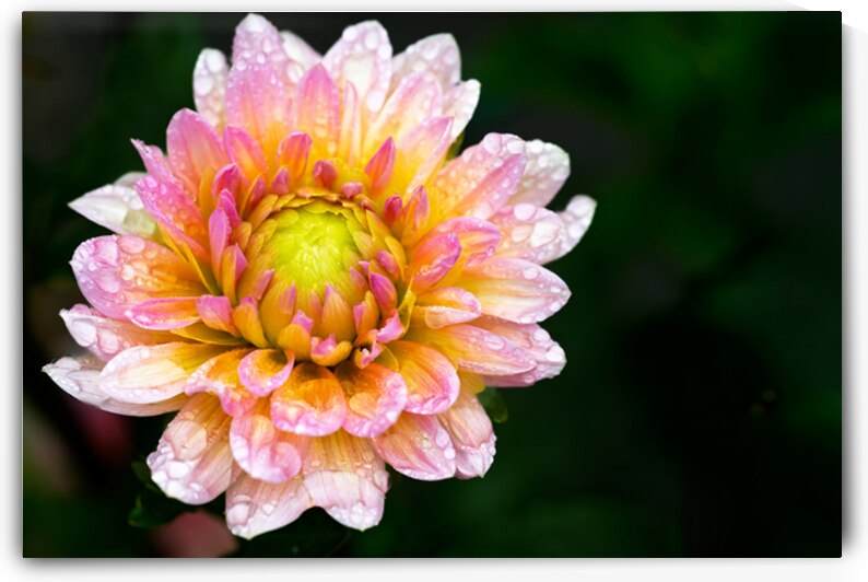 Dahlia and Raindrops by Pisarek Photography