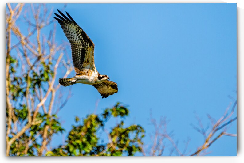 An Osprey Soars by Pisarek Photography