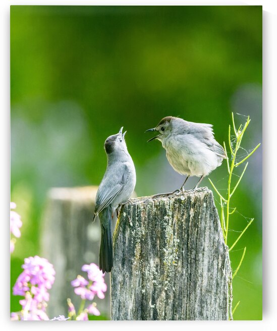 Two Cat Birds having a Conversation by Pisarek Photography