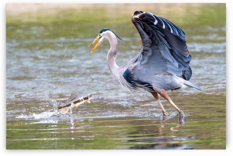 Not Today by Pisarek Photography