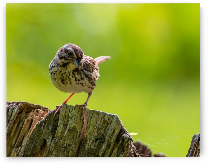 Cheeky by Pisarek Photography
