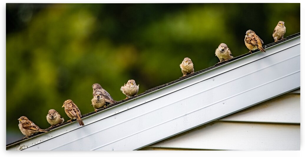 Sparrows on a Roof by Pisarek Photography