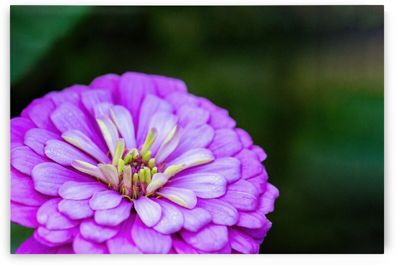 Glistening Purple Zinnia  by Pisarek Photography