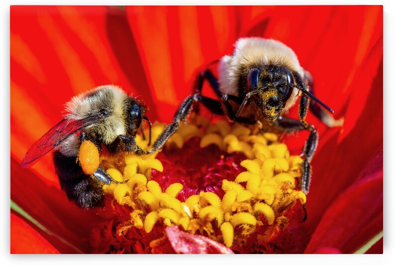 Busy Bees by Pisarek Photography