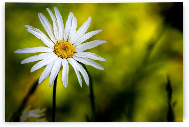 A Solitary Daisy by Pisarek Photography