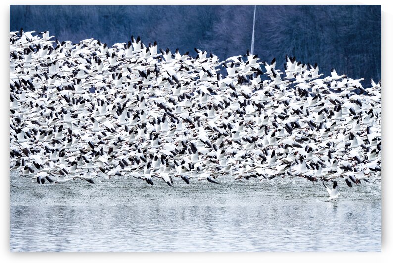 Snow Geese Migration by Pisarek Photography