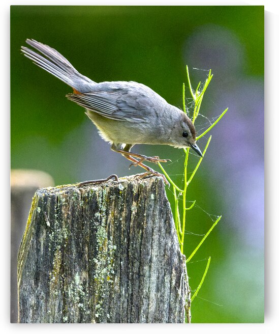 Cat Bird on a Post by Pisarek Photography