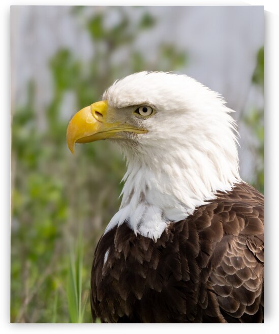 North American Bald Eagle by Pisarek Photography