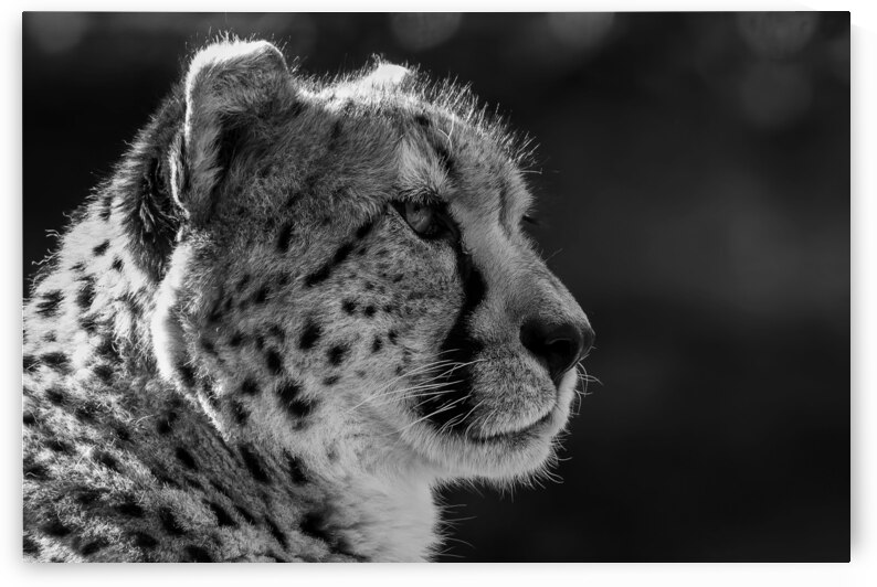 Cheetah by Pisarek Photography