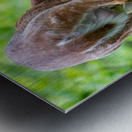 Doe & Fawn Metal print