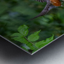 A Pair of Robins Metal print