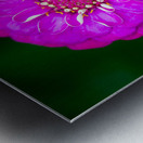 Purple Zinnia Metal print