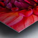 Vibrant Scarlet and Magenta Dahlia Metal print