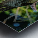 An Osprey stretching their wings.  Metal print