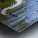 Snowy Egret Wading near the Shoreline of a Lake Metal print