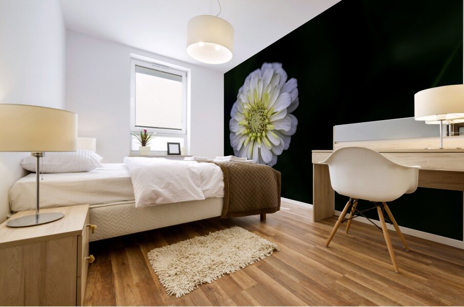 White Zinnia Mural print