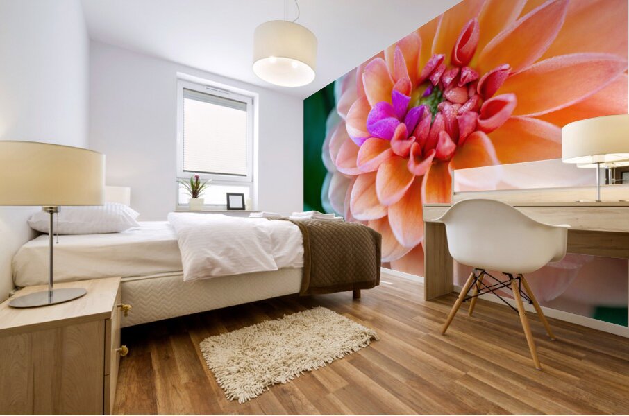Peach Dahlia with a splash of Purple Mural print