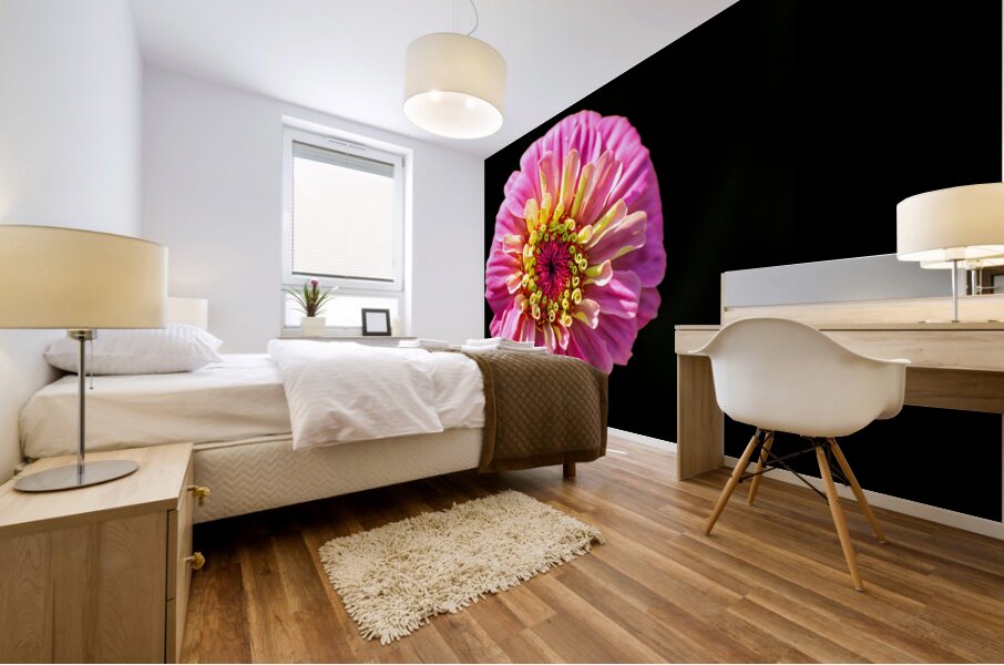Pink and Yellow Zinnia Mural print