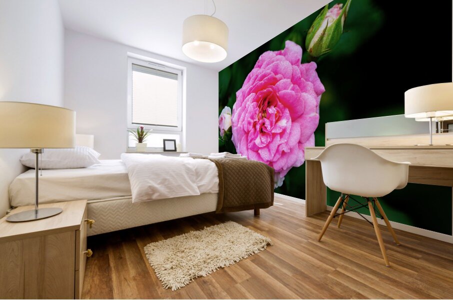 Rose with Morning Dew Mural print