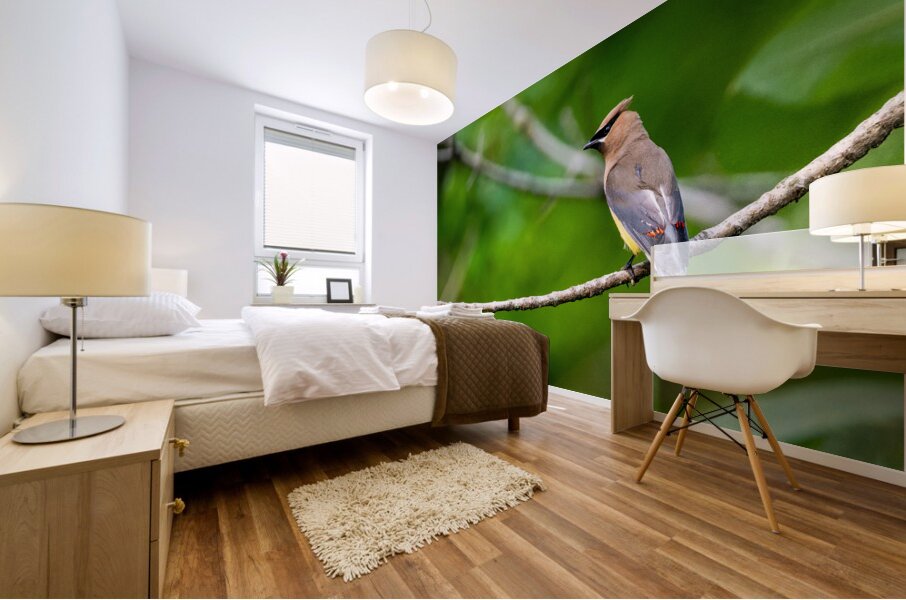 Cedar Waxwing Mural print