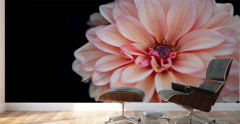 Pink Dahlia Wall Murals
