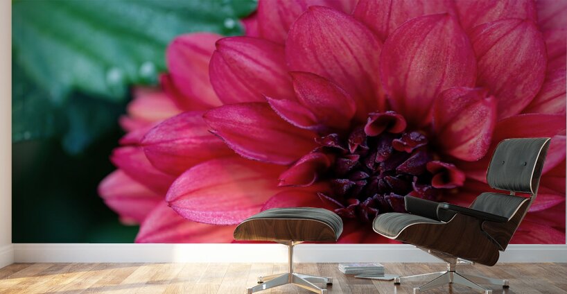 Dark Pink Dahlia Wall Murals