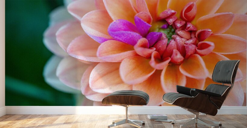 Peach Dahlia with a splash of Purple Wall Murals