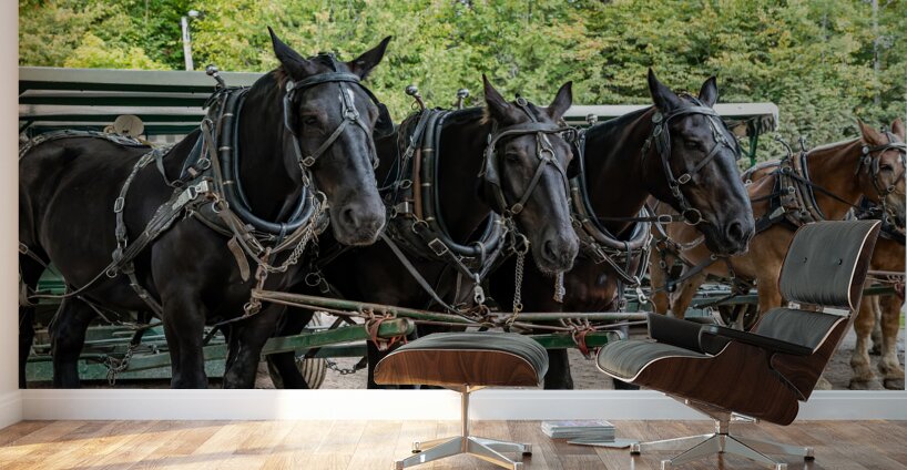Teams of Horses Wall Murals