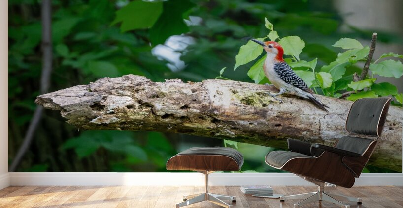 Red Bellied Wood Pecker Wall Murals