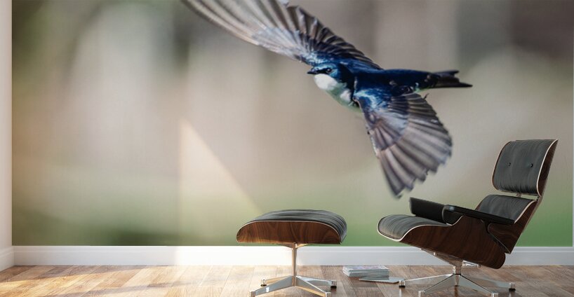 A Tree Swallow in Flight Wall Murals