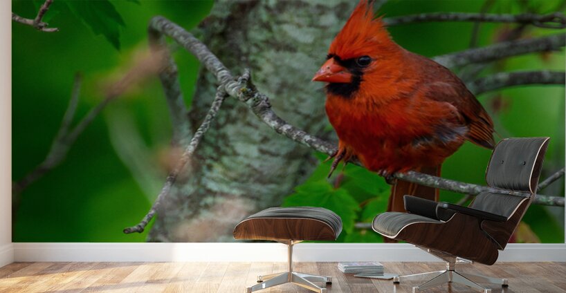 Northern Cardinal  Wall Murals