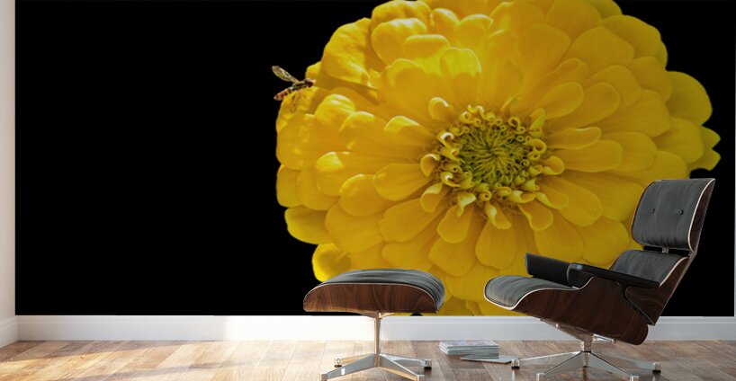 Yellow Zinnia and a Hoverfly Wall Murals